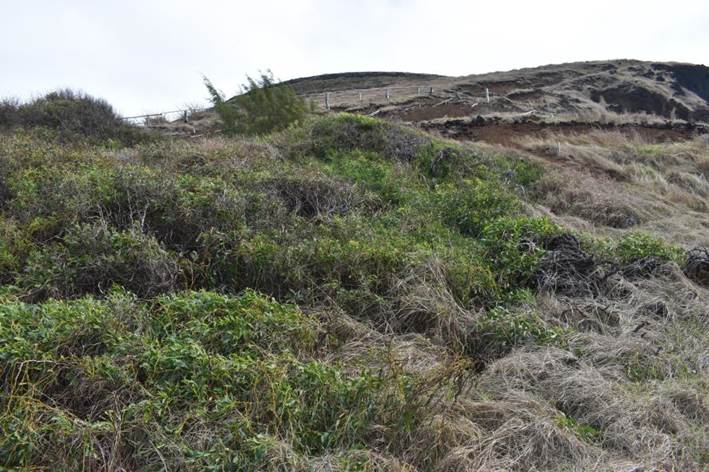 Descripción: Descripción: D:\JM-disco duro\isla de Pascua x P Novoa\plantas NIKON 18-08-2017\DSC_0323 Acacia saligna.JPG